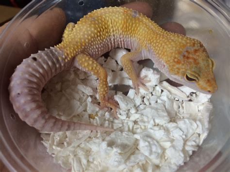 leopard gecko for sale free shipping.